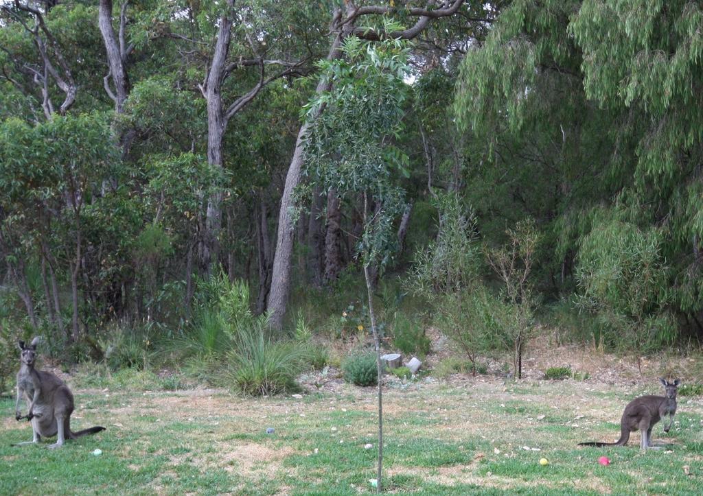 Margaret River Bed & Breakfast Extérieur photo